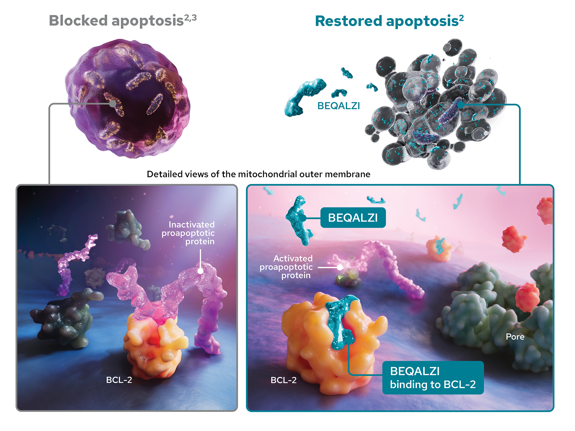 Graphic of BEQALZI™ (sonrotoclax) binding to BCL2 to displace proapoptotic proteins and induce apoptosis