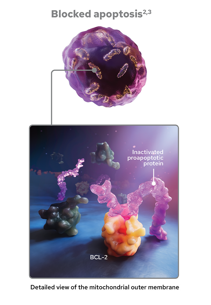 Graphic of BEQALZI™ (sonrotoclax) binding to BCL2 to displace proapoptotic proteins and induce apoptosis