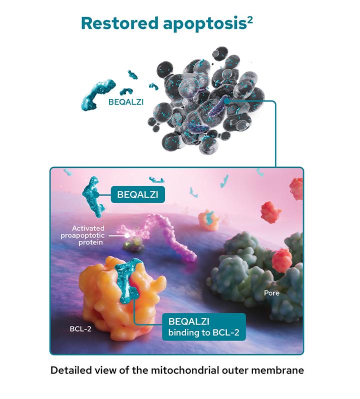 Graphic of BEQALZI™ (sonrotoclax) binding to BCL2 to displace proapoptotic proteins and induce apoptosis